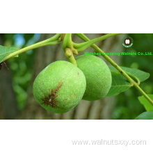 Top grade Chinese Walnut Kernels